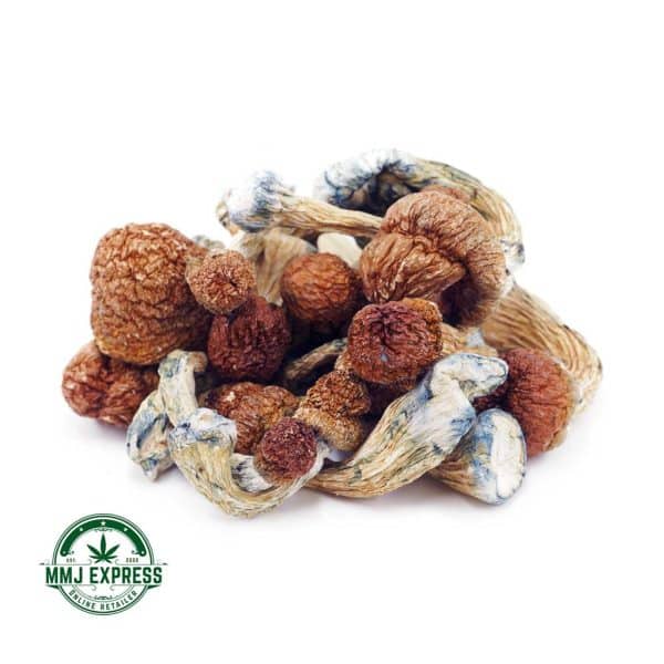 Buy Shrooms - Texas Yellow Caps at MMJ Express Online Shop