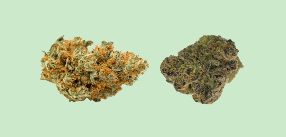 Before we delve deeper into this section, most strains in the market today, even those labelled as pure indica or sativa at any BC bud online dispensary in Canada, are hybrids.