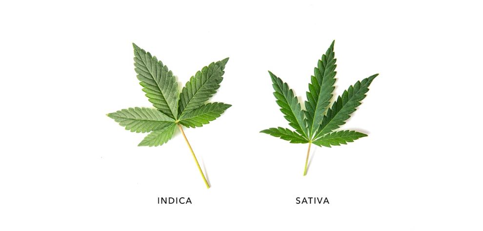 When you buy cannabis online, you will likely come across a cannabis indica or sativa strain. There is a third species of cannabis known as Ruderalis, but this is pretty uncommon.