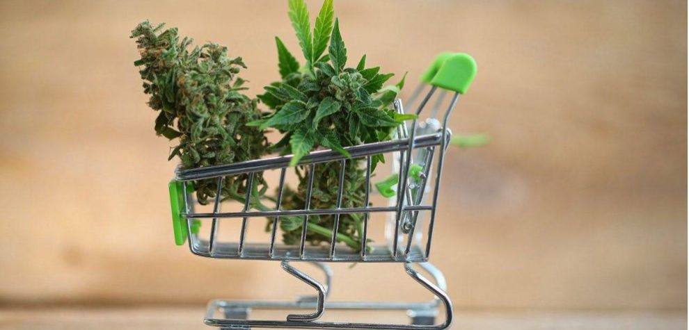 We’re a one-stop shop for all things cannabis! Whether you want to shop for weed online or just need professional guidance, we’ve got you covered. 