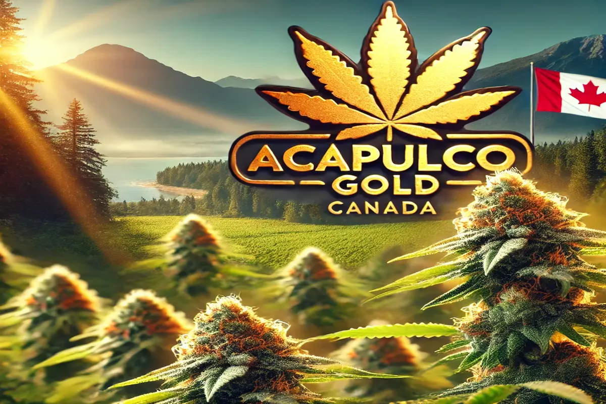 Where to Find Authentic Acapulco Gold Strain in Canada