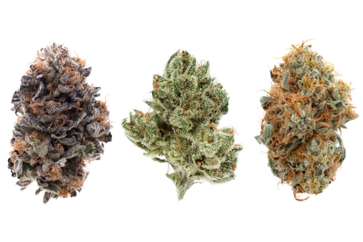 Discover the best weed strains for your needs. Learn about the different types of cannabis & the best strains of weed for pain, sleep & arousal.