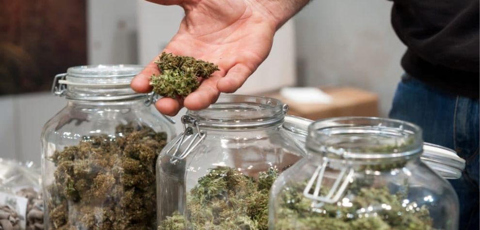 Buying cannabis online in Canada is every stoner's dream. However, you need to be careful. 