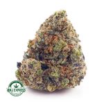 Buy Cannabis Guava Bomb AAAA at MMJ Express Online Shop