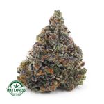 Buy Cannabis Tom Ford Pink Kush AAAA+, Craft at MMJ Express Online Shop