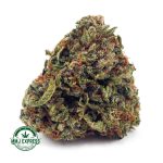 Buy Cannabis Hindu Kush AA at MMJ Express Online Shop