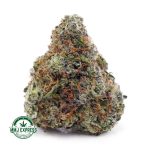 Buy Cannabis UK Cheese AAA at MMJ Express Online Shop