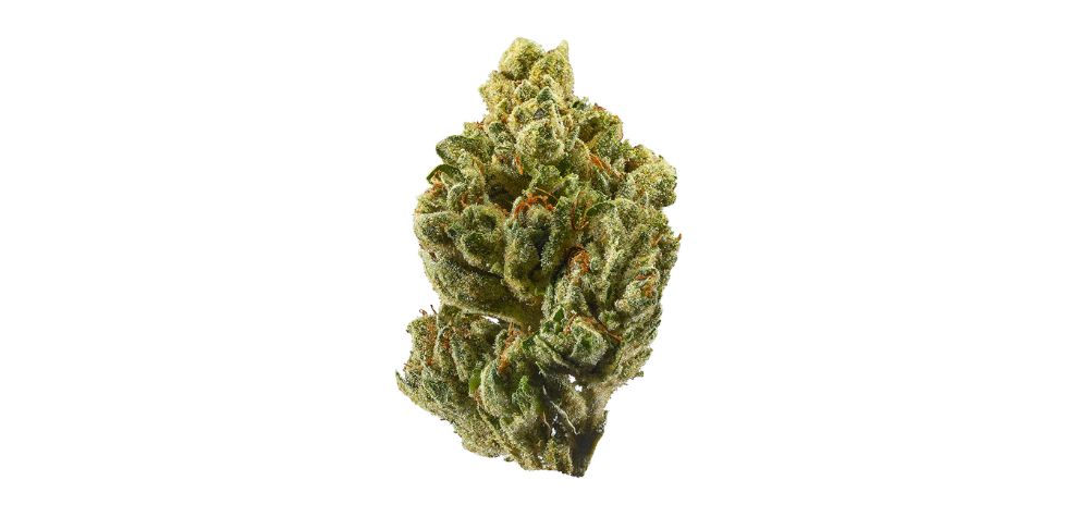 The Fire OG is 70 percent Indica and 30 percent Sativa, so it is a hybrid. Its genetics lean more on the Indica side, so the recreational effects are relaxing and soothing.