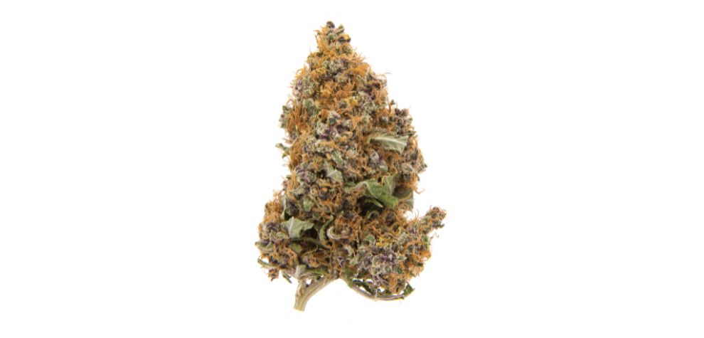 Order today to enjoy fast shipping of premium cannabis products and venture into the wonderful world of purple flower weed. 