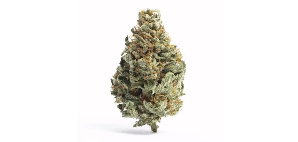 The Monster Glue strain has become a go-to choice for stoners looking for delectable flavours and intense effects.