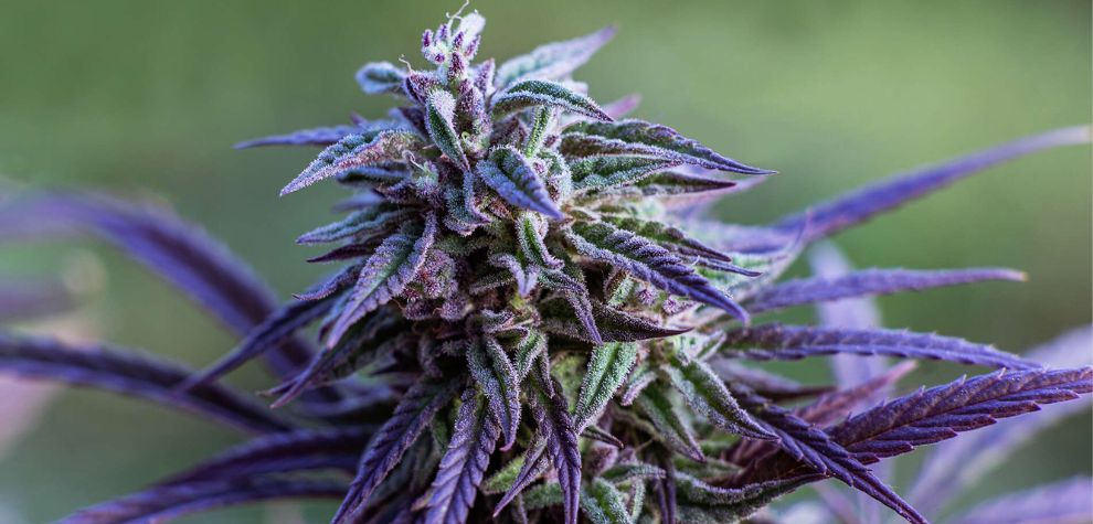 Terpenes are the flavourful compounds in plants. The terpene profile of purple weed strains gives them a unique aroma and flavour, providing an exciting cannabis experience.