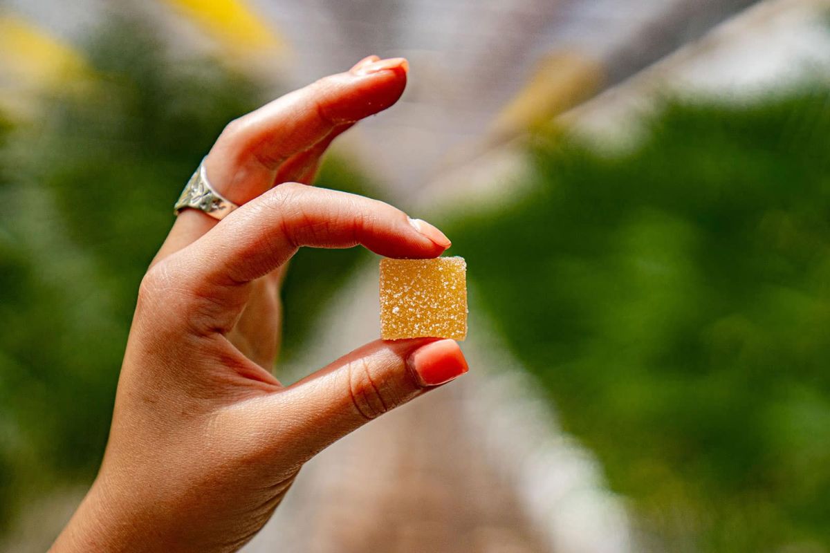 It's true that weed edibles take some time to kick in, but when they show up, they hit like never before. Discover how long can an edible last in blog. 