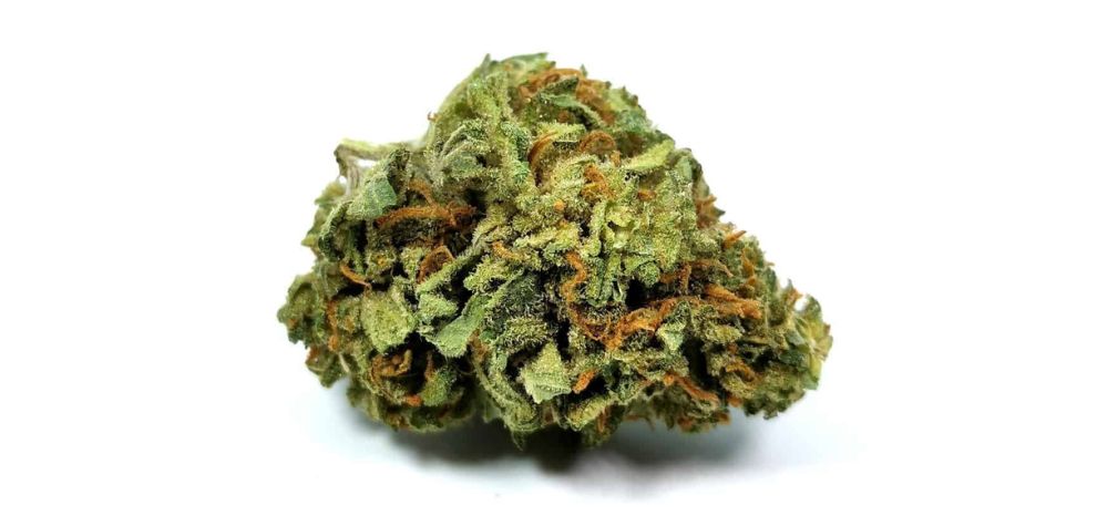 These moderate to high THC levels make Jean Guy one of the best weed strains for both beginners and enthusiasts alike. If you are looking for high-THC Jean Guy buds, order weed online at MMJ Express today.