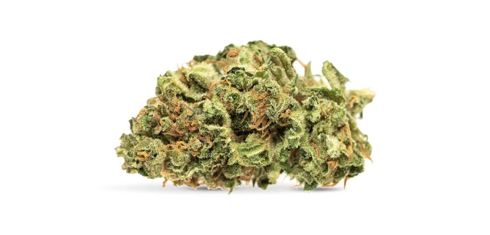 Jean Guy weed is a popular cannabis strain known for its hard-hitting, energetic high, robust terpene profile and mouth-watering aroma and flavours. As you can tell from its proud Quebecois name, this strain has French Canadian lineage.