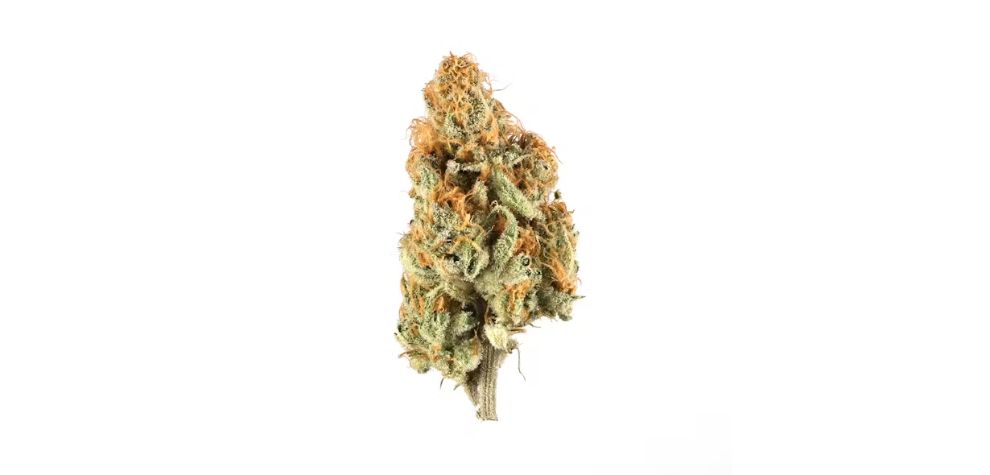 The monster Glue weed is a mythical, rare strain that only a few well-equipped dispensaries like MMJ Express have in stock.