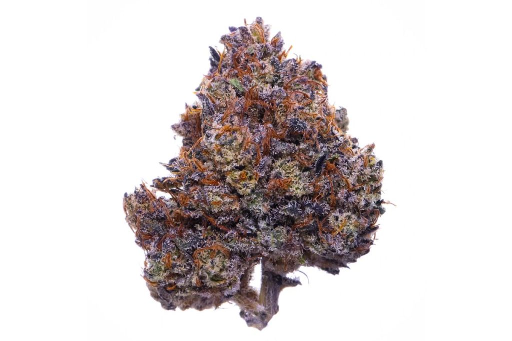 Explore the vibrant world of purple weed. Learn about the unique strains, their effects, aromas and more. Discover your new favourite strain today!