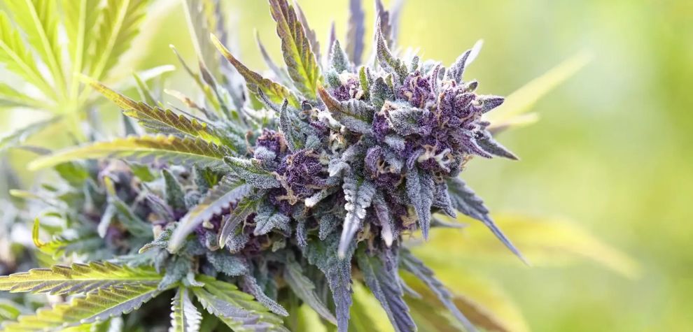 Purple strains of weed have long captivated enthusiasts with their vibrant colours. As a result, some people think they are more potent than other green-hued varieties. 