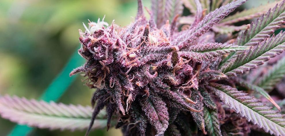 Purple strains of weed are cannabis strains with a striking purple colour that makes them stand out over the rest. 