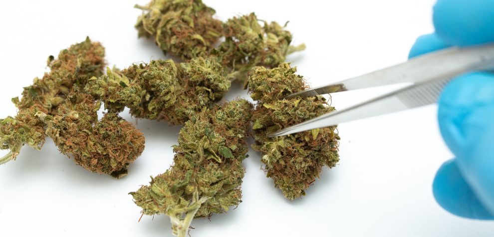 There are a few reasons why BC weed is so good compared to any other type of cannabis.