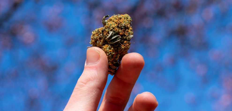 Before we go too far, let’s look at why it’s a good choice to buy your bc bud online. Here are a few reasons why so many people buy Bud online in Canada.