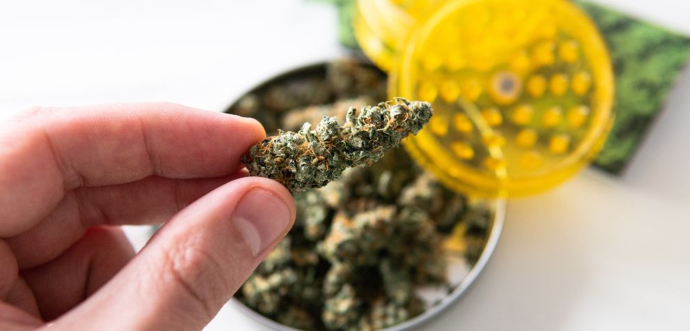 A reputable BC dispensary online, such as MMJExpress, gives you access to a wide variety of cannabis strains that you can order from the comfort of your home.  