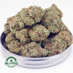 Buy Cannabis Girl Scout Cookies AAA at MMJ Express Online Shop