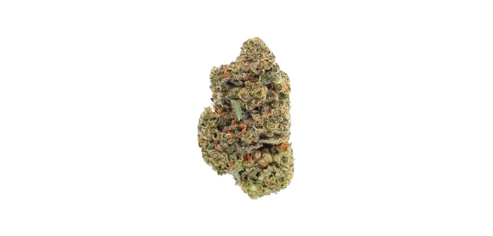 The Jealousy weed strain is one of the hottest products you can get online. It's powerful, delicious, and the effects are long-lasting. Undoubtedly, the breeders, Seed Junky Genetics, knew what they were doing when they gave life to this unique strain.