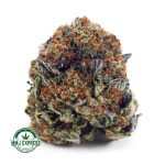 Buy Cannabis Pink Kush AAA at MMJ Express Online Shop