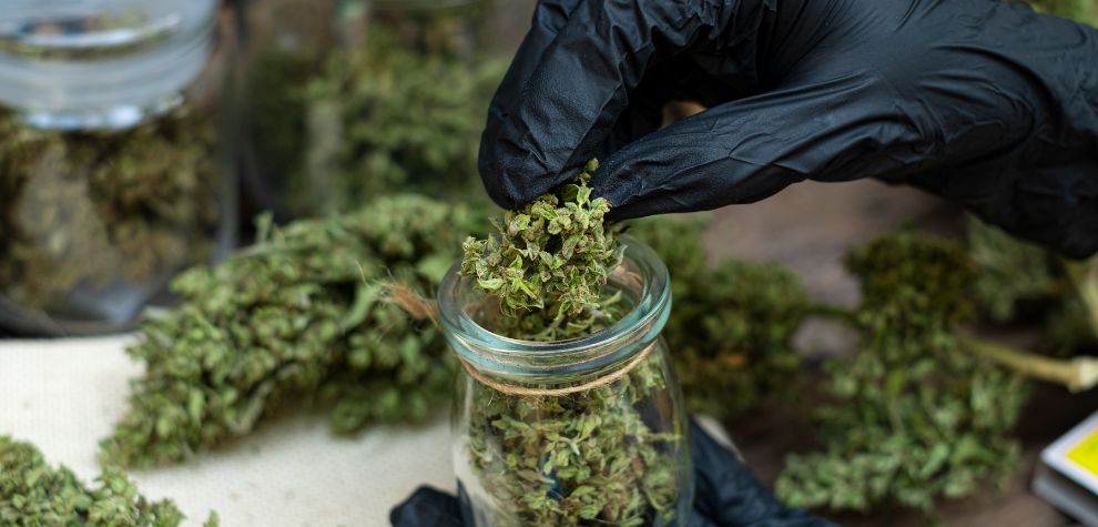 If you are thinking of buying weed in Canada, we recommend buying it from a reputable vendor that understands the importance of working according to Canadian cannabis laws.