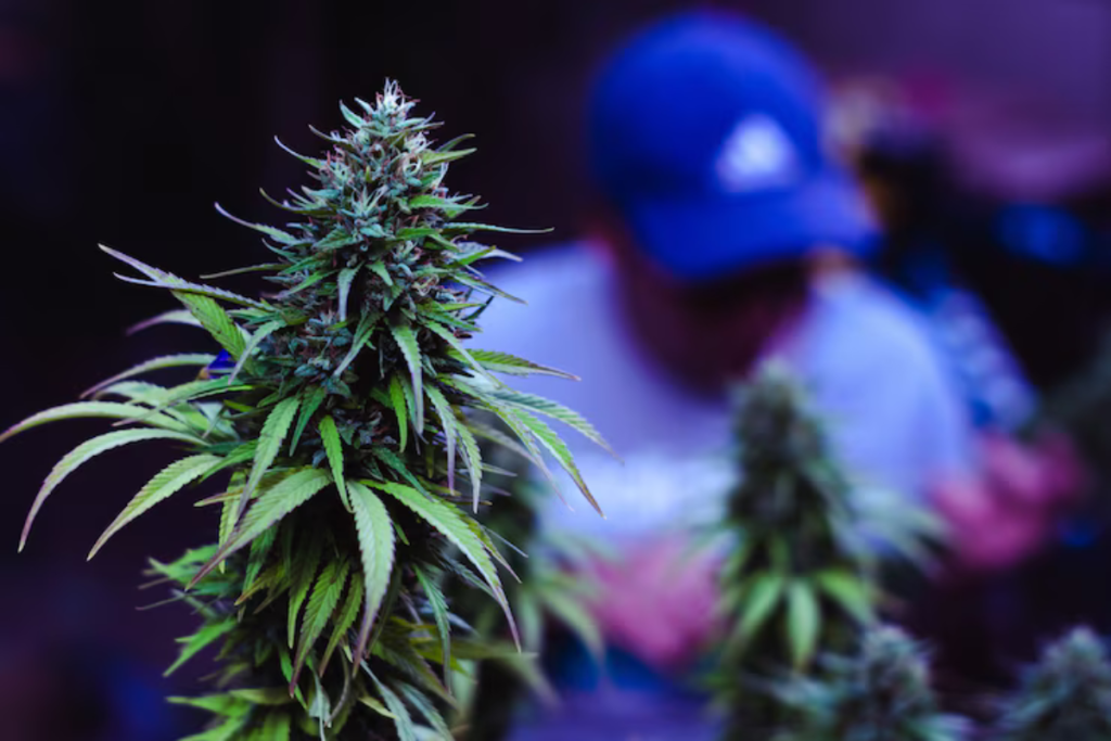 Sativa pot strains arranged with wellness items, highlighting their refreshing benefits for daily use