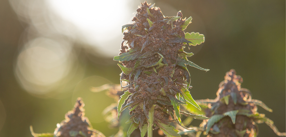 An overview of sativa strains, showing how they differ from other cannabis types