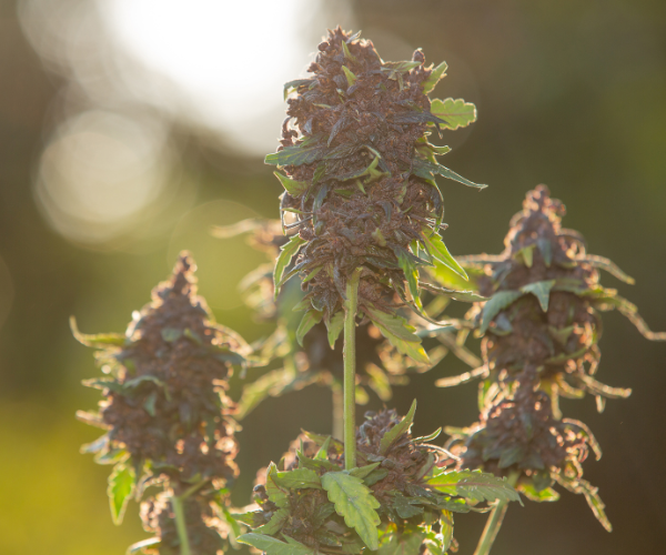 An overview of sativa strains, showing how they differ from other cannabis types
