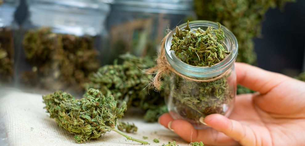 Finding a premium weed flower can be quite overwhelming, especially if you are just starting out.Â