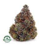 Buy Cannabis Rockstar AA at MMJ Express Online Shop