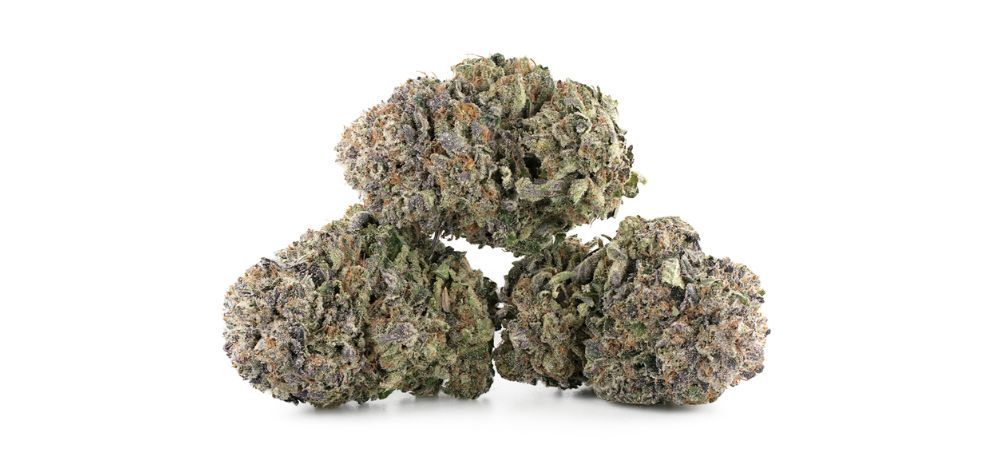 Most BC bud online consumers are fascinated with purple buds. Most purple strains, including Purple Kush, are renowned for their premium quality and overall potent experiences.