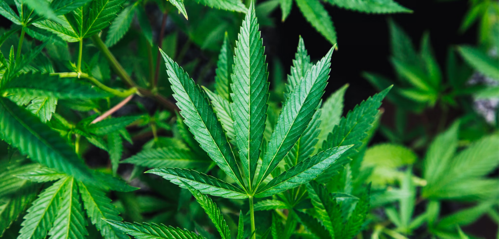 Take Your Cannabis Experience To The Next Level With Sativa Pot Strains