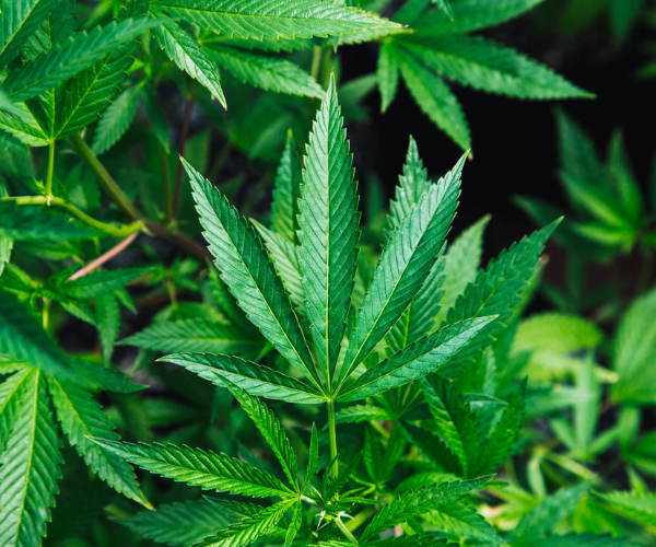 Take Your Cannabis Experience To The Next Level With Sativa Pot Strains