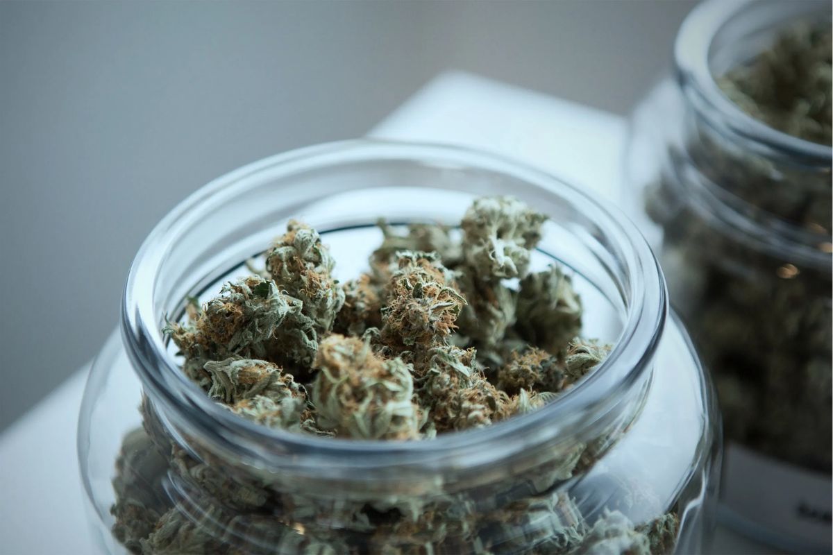 Is top-shelf cannabis worth the splurge? Dive into premium weed's quality & unique benefits, and why it's the best choice for discerning consumers.
