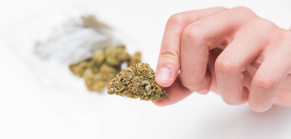 These compounds are responsible for the pronounced flavor and aroma you enjoy when you smoke the Venom OG strain.