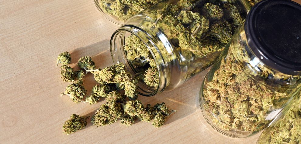 Venom OG is a potent hybrid strain created by crossing Poison OG with Rare Dankness #1.