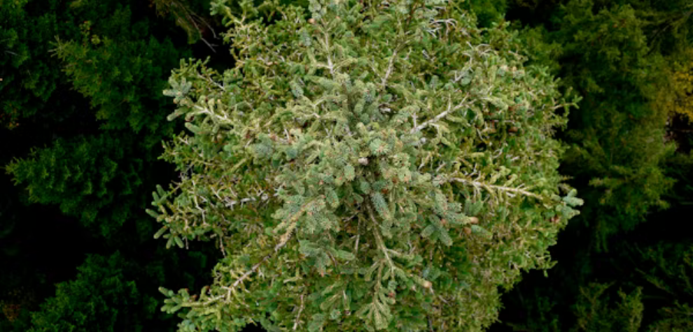 Top view of a green conifer tree representing caryophyllene terpene in cannabis.