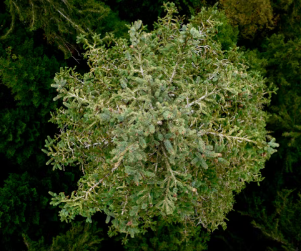 Top view of a green conifer tree representing caryophyllene terpene in cannabis.