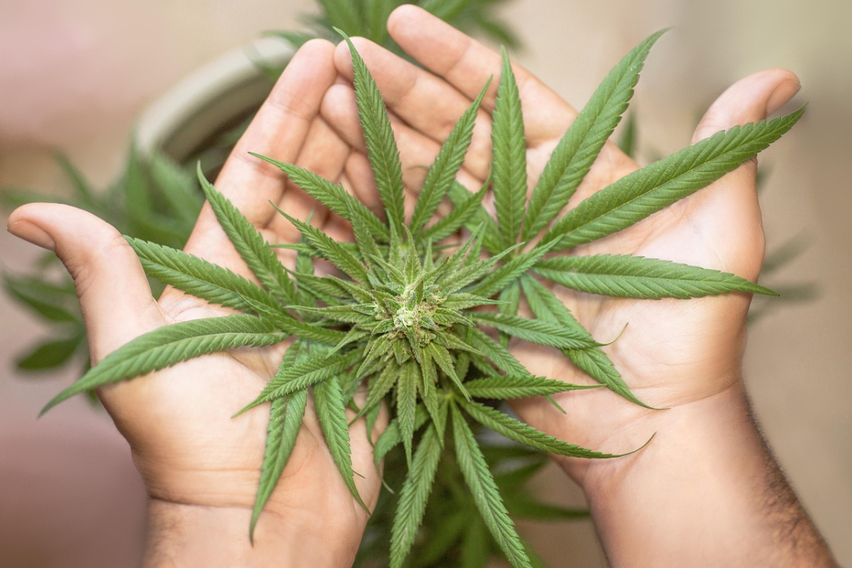 Hands holding a fresh cannabis plant, symbolizing the potency and rich flavour of the Chemdawg strain