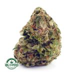 Buy Cannabis White Russian Cream AAA at MMJ Express Online Shop