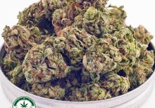 Buy Cannabis White Russian Cream AAA at MMJ Express Online Shop