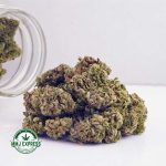 Buy Cannabis White Russian Cream AAA at MMJ Express Online Shop