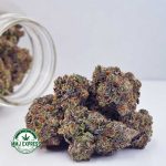 Buy Cannabis Laughing Buddha Craft, AAAA+ at MMJ Express Online Shop