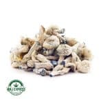 Buy Shrooms - Albino Penis Envy at MMJ Express Online Shop