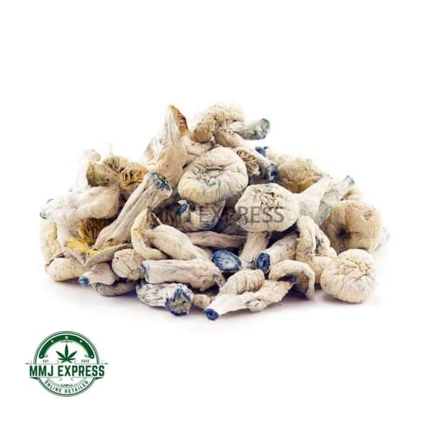 Buy Shrooms - Albino Penis Envy at MMJ Express Online Shop