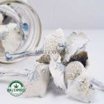 Buy Shrooms - Albino Jedi Mind Fuck at MMJ Express Online Shop